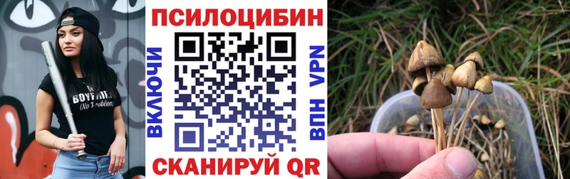 Купить где  Спасск-Дальний  Псилоцибиновые грибы Psilocybe 
